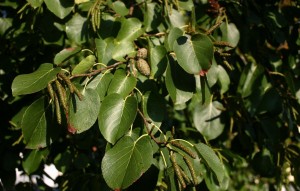 Alnus cordata